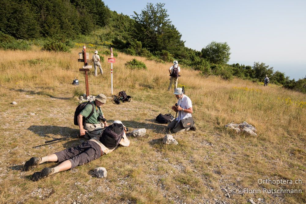 Heuschrecken-Studio im Feld - HR, Istrien, Mala Učka, 20.07.2015