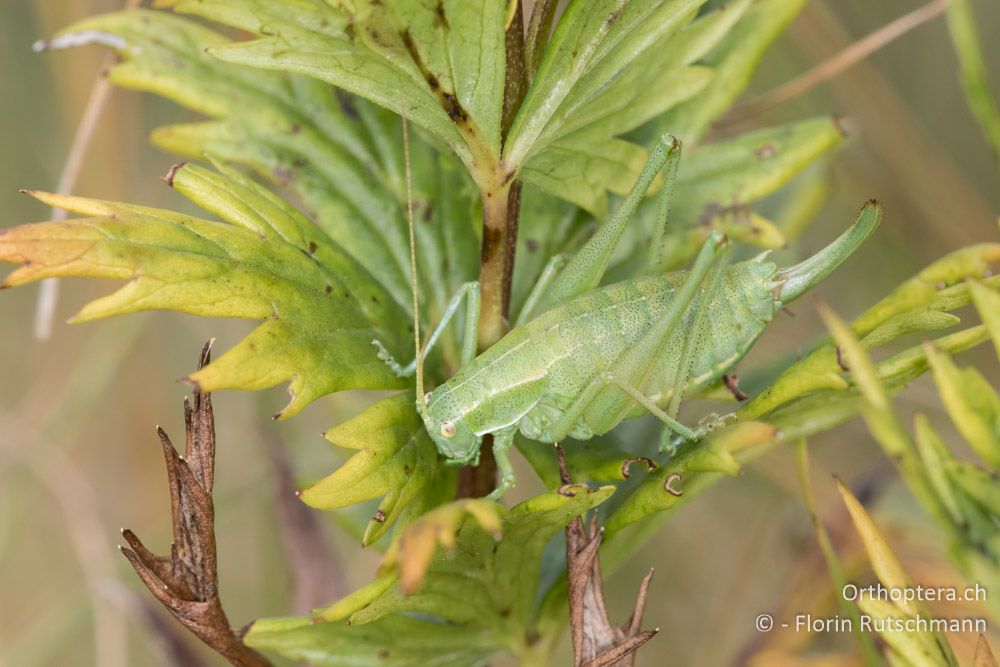 Poecilimon ampliatus ♀ - HR, Istrien, Brest, 25.07.2015