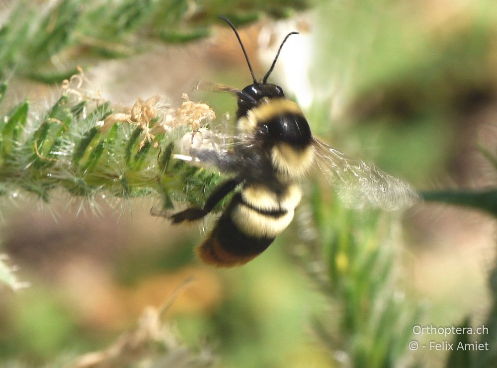 Bombus niveatus - GR, Thessalien, Meteora, 14.07.2013