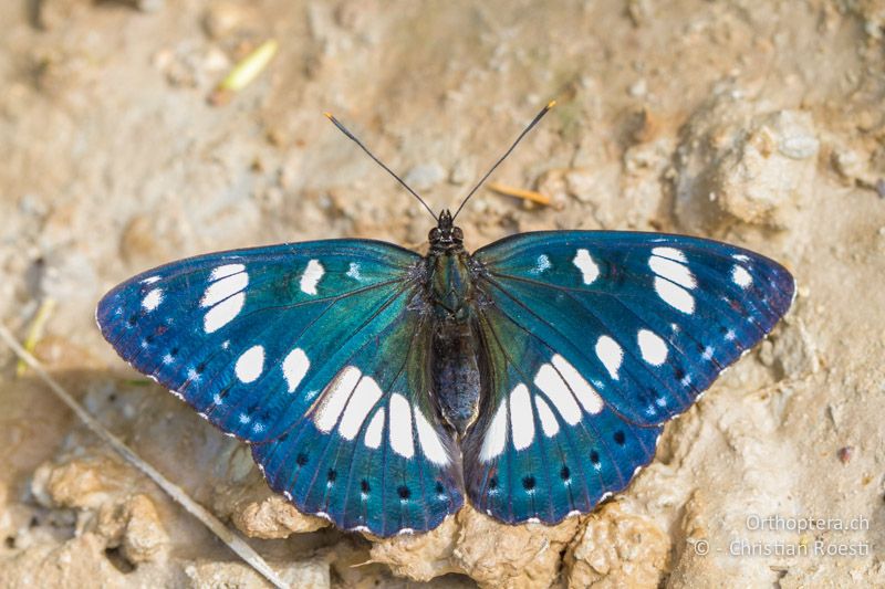 Blauschwarzer Eisvogel (Limenitis reducta) bei der Aufnahme von Nährstoffen - HR, Istrien, Brgod, 05.06.2014