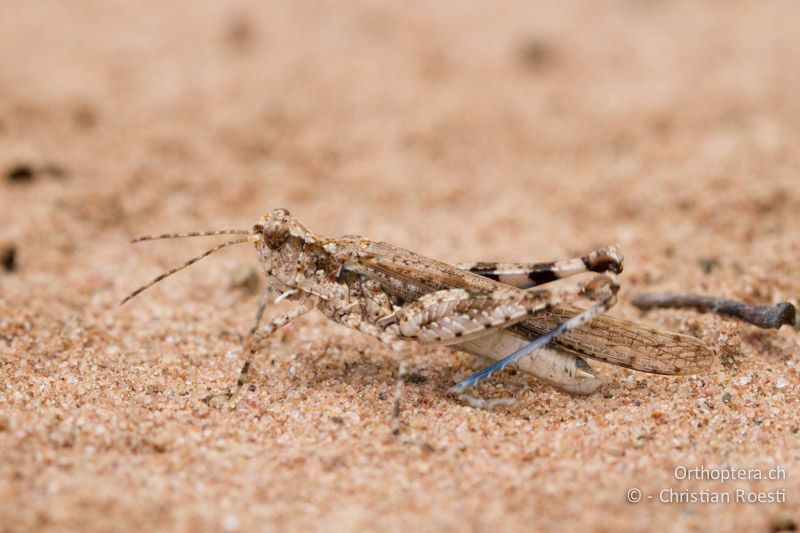 Ödlandschrecke - SA, Limpopo, Mutale, Pafuri River Camp, 02.01.2015