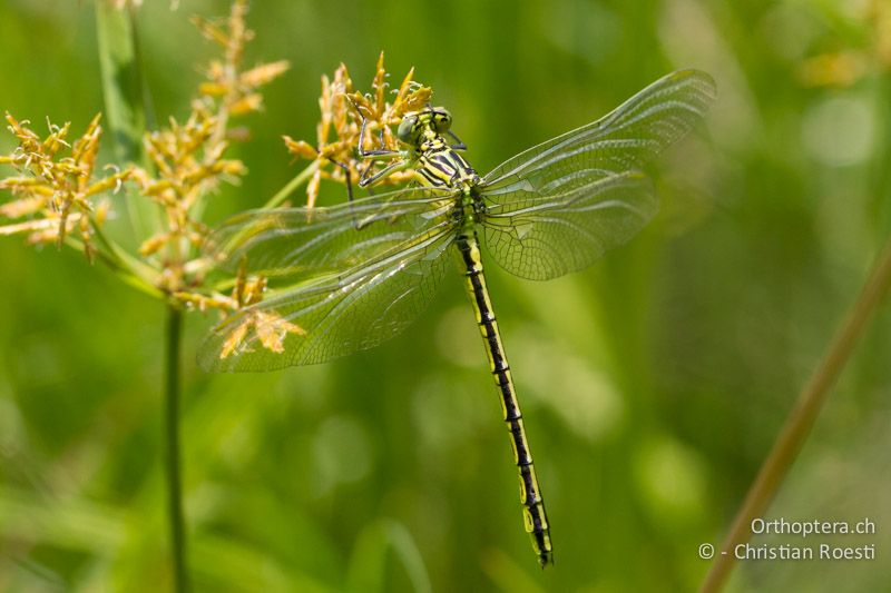 Notogomphus praetorius, Yellowjack - SA, Mpumalanga, Dullstroom, Field & Stream Lodge, 13.01.2015