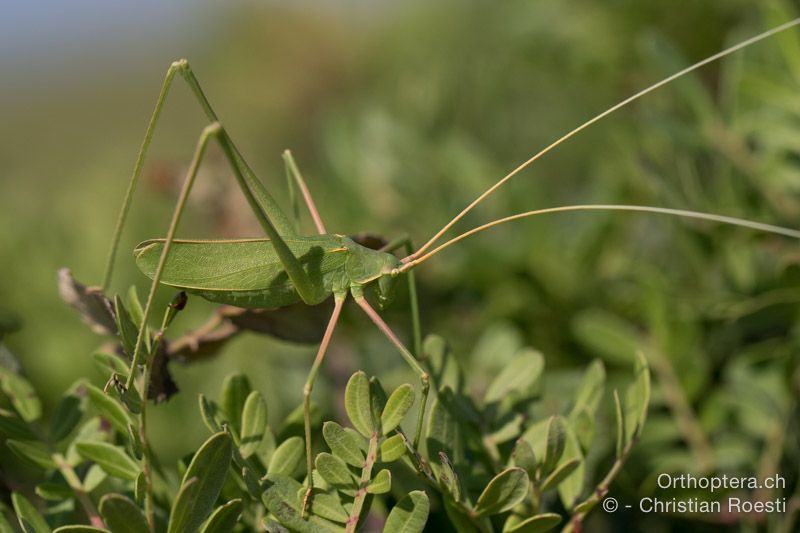 Acrometopa macropoda ♀ - HR, Istrien, Premantura, 22.07.2015