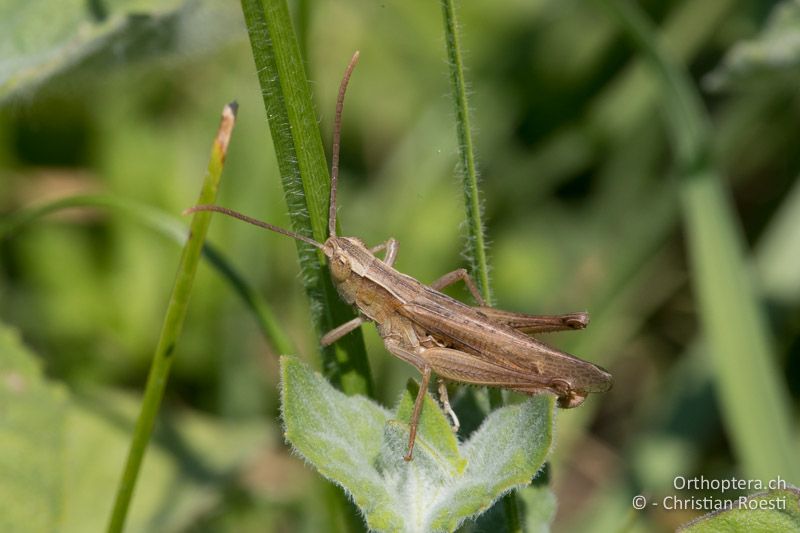 Chorthippus oschei ♂ - GR, Westmakedonien, Kleiner Prespasee, 13.07.2017