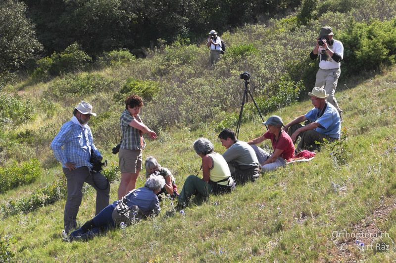 Erschöpfter Blick ins Gras - FR, Plateau d' Aumelas, 11.07.2014