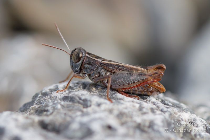 Calliptamus siciliae ♂ - FR, Hautes-Alpes, Rochebrune, 27.10.2011