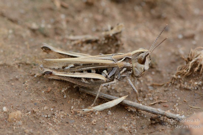 Omocestus petraeus ♀ - FR, Crau, 07.07.2014