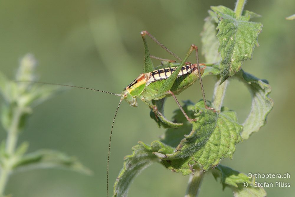 Poecilimon zwicki - BG, Blagoewgrad, Kovachevo, 12.07.2018