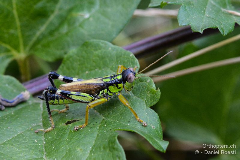 Miramella irena ♂ - HR, Istrien, Učka-Gebirge, 20.07.2015