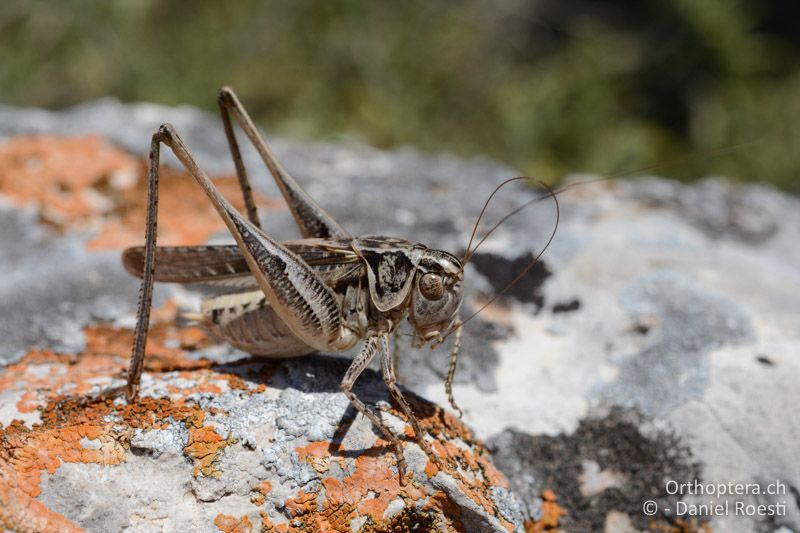 Platycleis affinis ♂ putzt Fühler - GR, Zentralmakedonien, Paleokastro, 07.07.2017