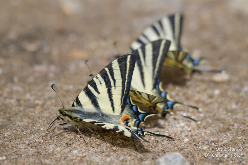 Drei Segelfalter (Scarce Swallowtail, Iphiclides podalirius) bei der Aufnahme von Nährstoffen. An der Arda bei Stojanovo (Ardino), 22.04.2012