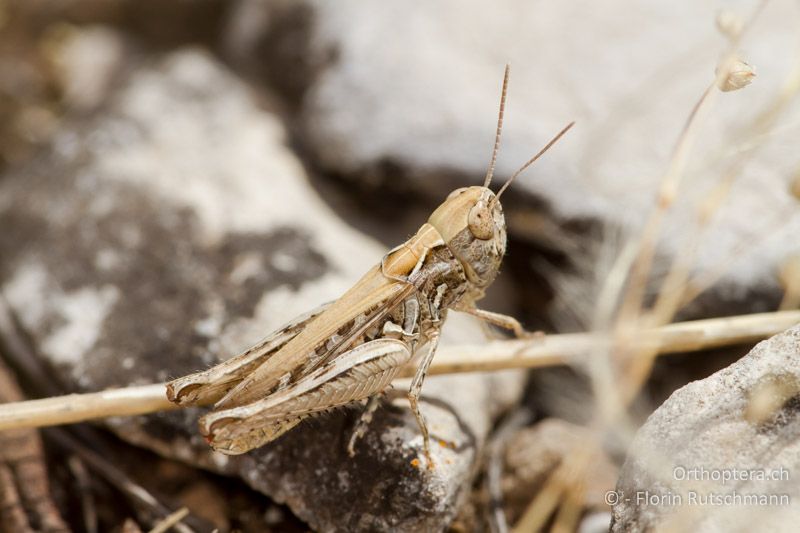 Omocestus petraeus ♀ - GR, Westmakedonien, Florina, 19.07.2012