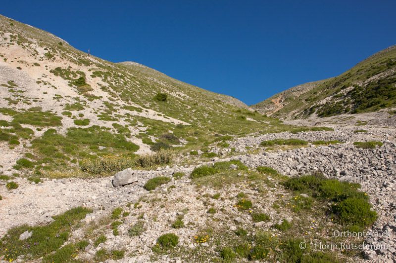 Bergweidelandschaft mit schutthalden und offenem Boden. Die Vegetation bildet dichte Horste. - GR, Epirus, Mt. Soulion, 18.06.2013