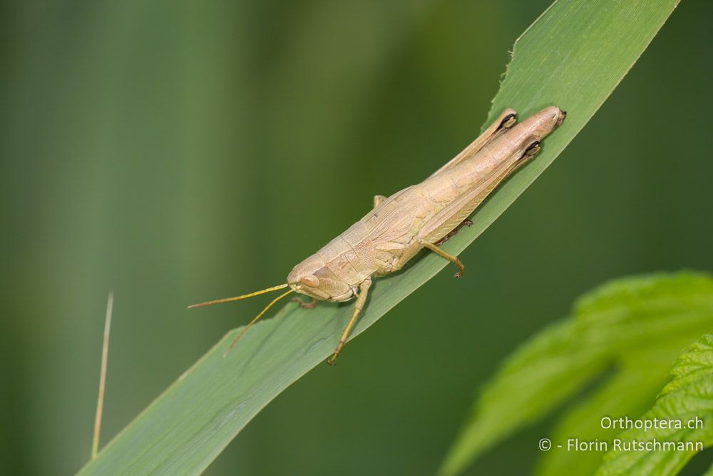 Chrysochraon dispar giganteus Weibchen - HR, Istrien, Motovun, 24.07.2014