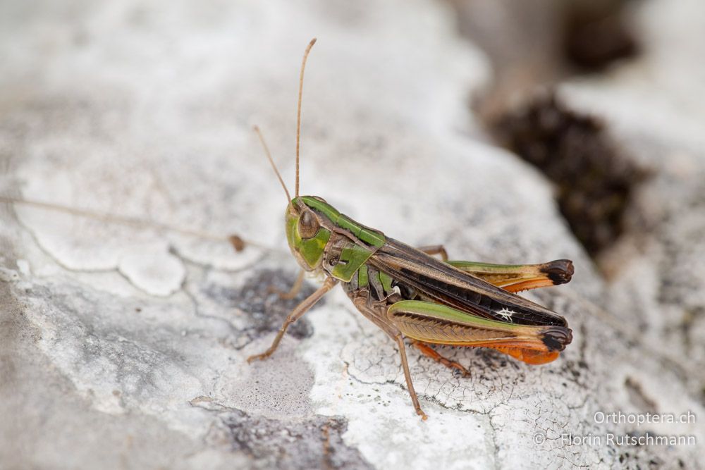 Stenobothrus croaticus Männchen - HR, Lika-Senj, Velebit Nationalpark, 28.07.2014