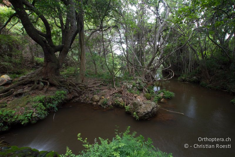 Waldbach - SA, Mpumalanga, Matibidi, Blyde Canyon Forever Resort, 09.01.2015