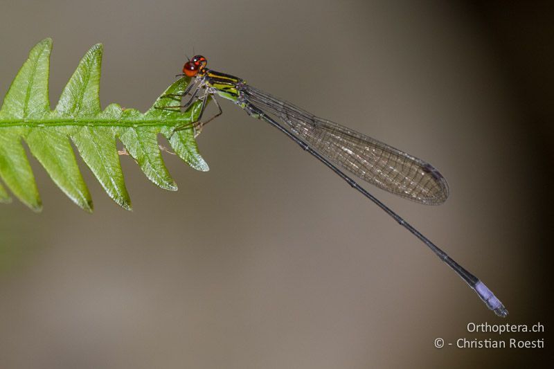 Pseudagrion hageni tropicanum, Hagen's Sprite ♂ - SA, Nort West, Rustenburg, Magaliesberg, 15.01.2015