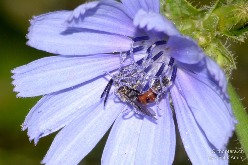 Biene der Gattung Lasioglossum - HR, Istrien, Boljunsko Polje, 20.07.2015