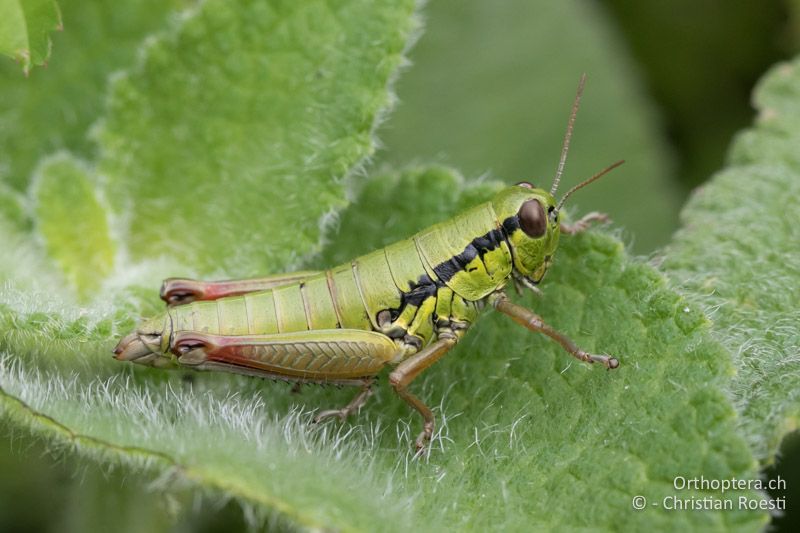 Micropodisma salamandra ♀ - HR, Istrien, Ucka Nationalpark, 24.07.2015