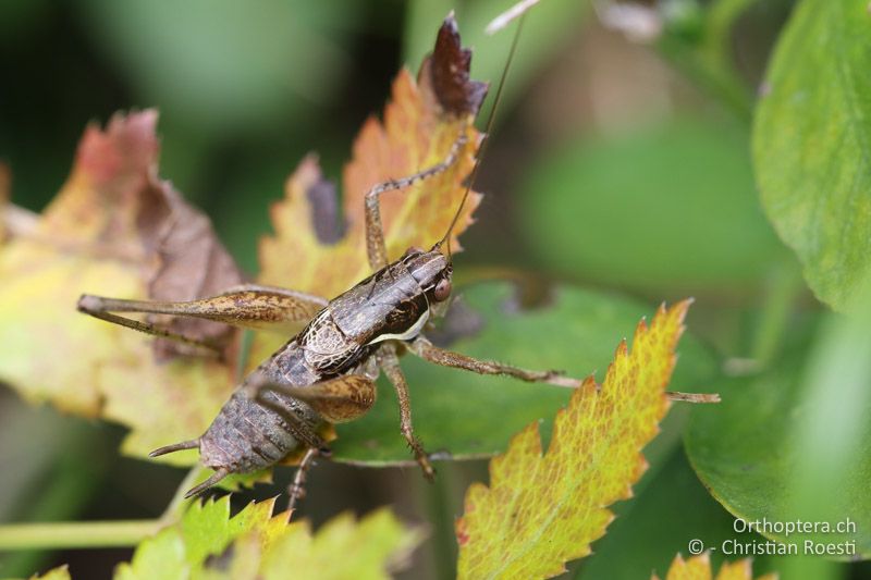 Pachytrachis gracilis ♂ - AT, Kärnten, Villach, 20.09.2016