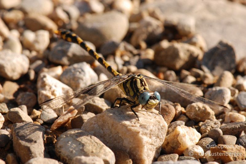 Grosse Zangenlibelle (Onychogomphus uncatus) - FR, Raphele, 08.07.2014