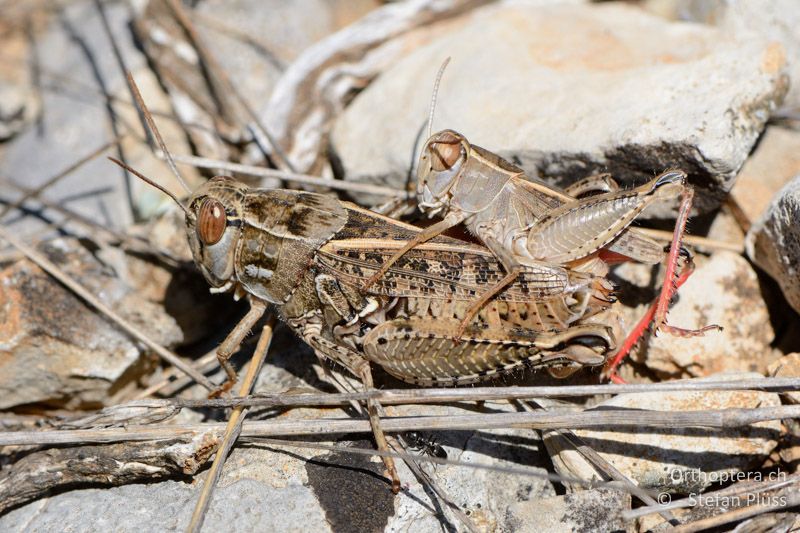 Calliptamus wattenwylianus - FR, Plateau d'Aumelas, 11.07.2014