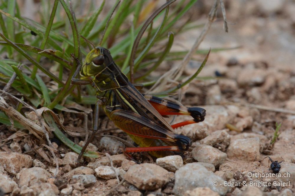 ... sehr hungrig? Arcyptera microptera ♂ - HR, Istrien, Bokordići, 19.06.2016