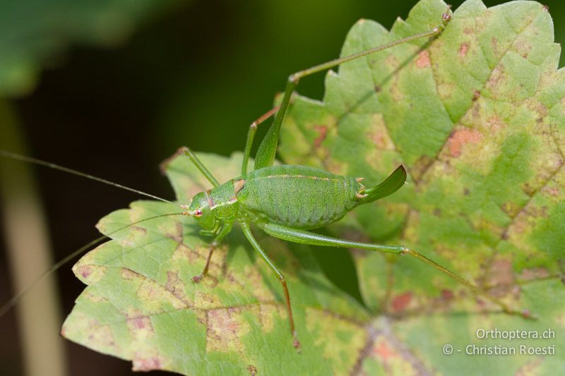 Leptophyes punctatissima ♀ - CH, BE, Bern, 28.08.2013