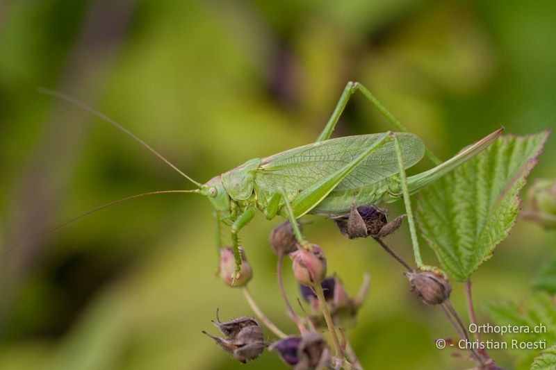 Tettigonia cantans ♀ - CH, BE, Grünenmatt, 31.08.2013