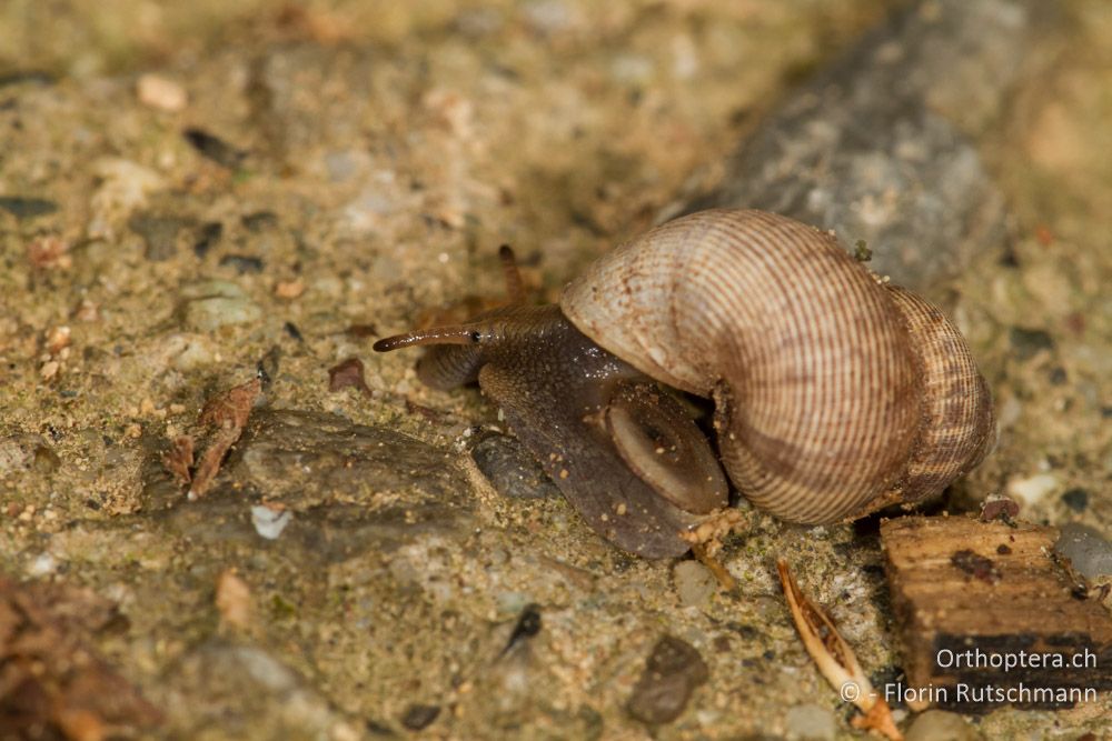 Landdeckelschnecke Pomatias cf. elegans mit den Augen an der Fühlerbasis. Rüssel und Operculum sind ebenfalls sichtbar. Eine Art, die streng genommen nicht kriecht sondern geht! - Mt. Vermio, 02.08.2012