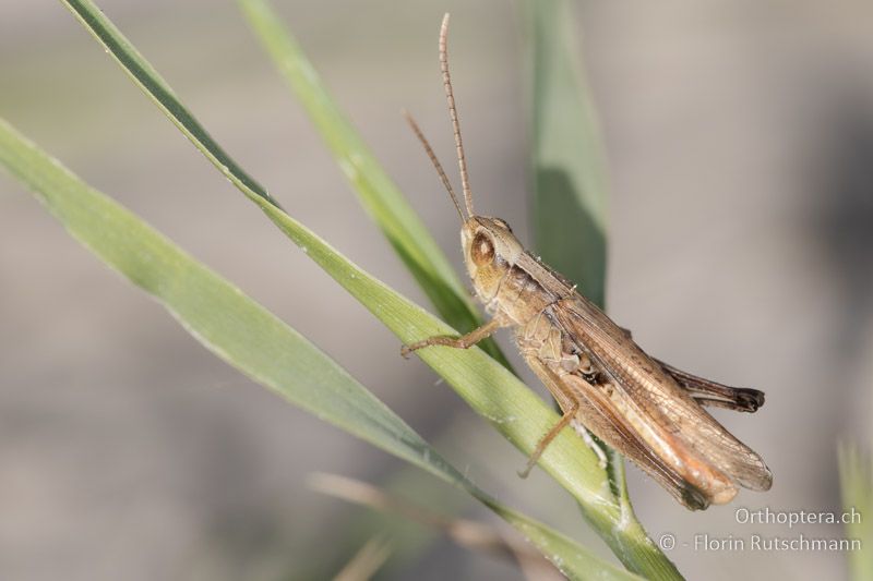 Chorthippus oschei ♂ - HU, Bács-Kiskun, Kecskemet, 07.07.2016