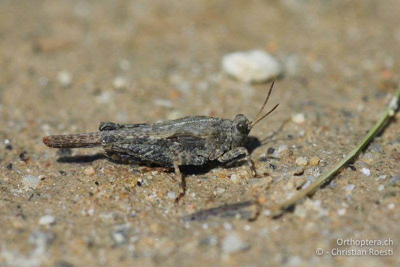 Tetrix bolivari ♂ - HU, Hidegség, Győr-Moson-Sopron, 03.05.2008