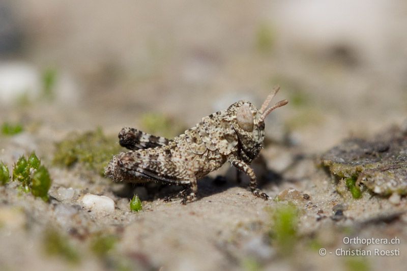 Oedipoda caerulescens im 1. Larvenstadium - IT, Friaul-Julisch Venetien, Spilimbergo, 29.05.2014