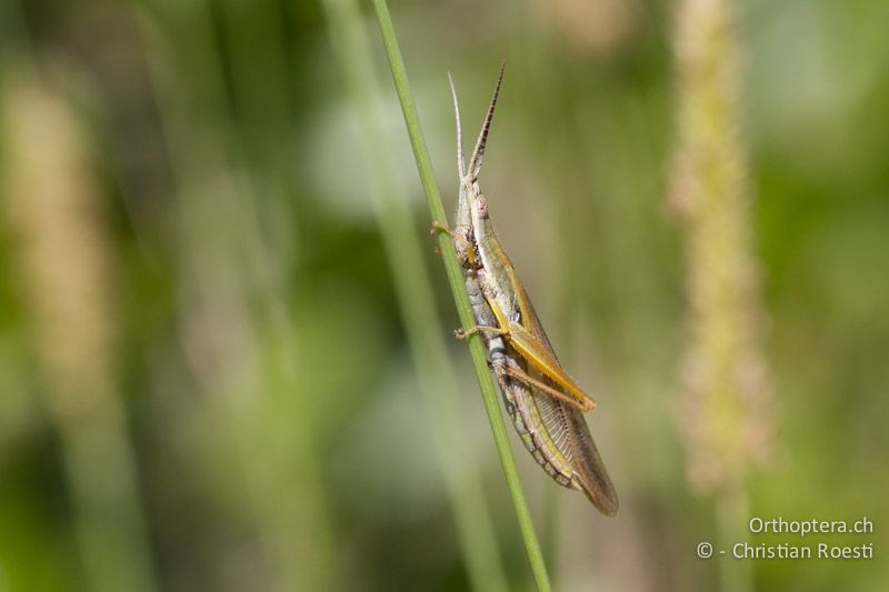 Kurzfühlerschrecke der Gattung Brachycrotaphus - SA, Limpopo, Nylsvlei Nature Reserve, 31.12.2014