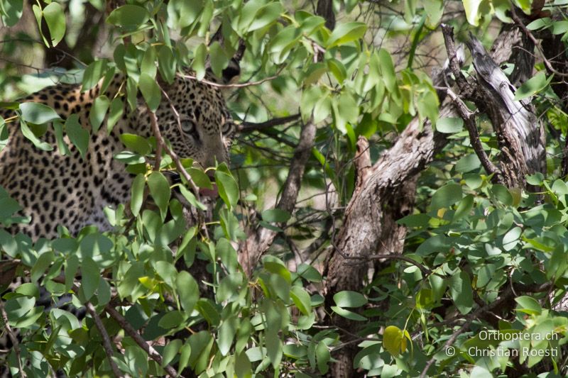 Leopard - SA, Limpopo, Krüger Park, Letaba, 05.01.2015