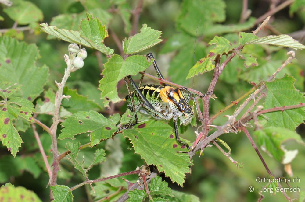 ♂ von Poecilimon ornatus - HR, Istrien, Svetvinčenat, 19.06.2016