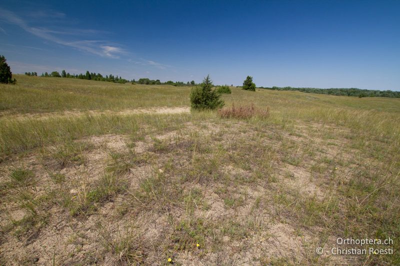 Spärlich bewachsene Sanddüne - HU, Südliche Grosse Tiefebene, Kecskemét, 08.07.2016