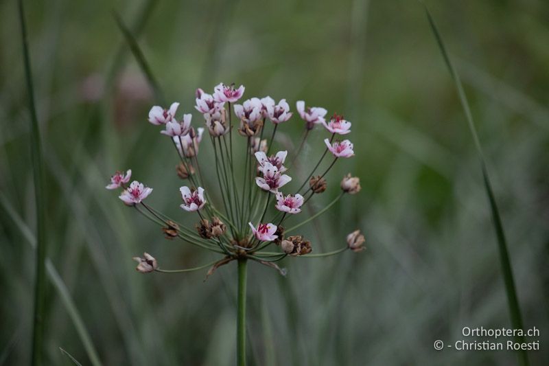 Schwanenblume (Butomus umbellatus)