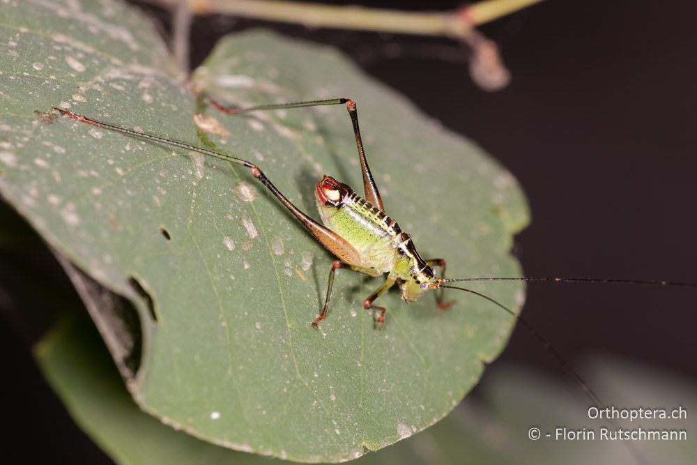 Andreiniimon nuptialis ♂ - GR, Ionische Inseln, Lefkada, 11.06.2024