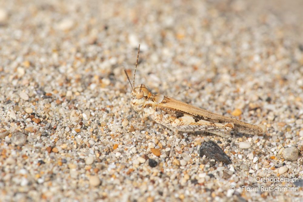 Acrotylus longipes ♂ - GR, Epirus, Preveza, 21.06.2024