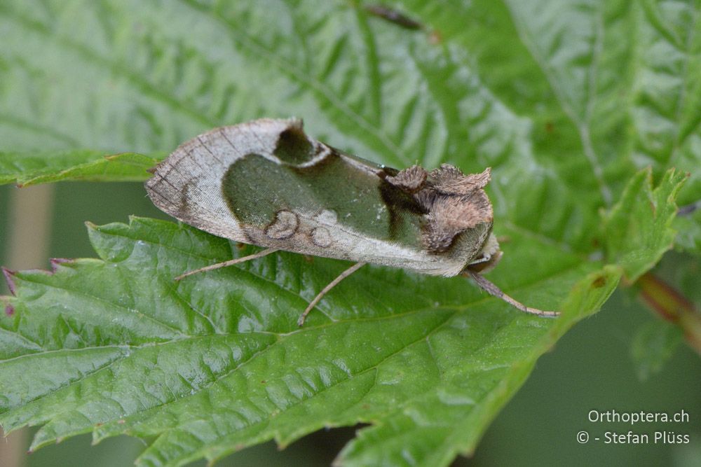 Diachrysia zosimi - SLO, Osrednjeslovenska, Ig, 18.07.2015