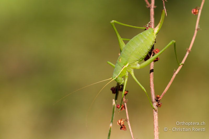 Isophya leonorae ♀ - GR, Ostmakedonien, Mt. Pangion, 06.07.2013