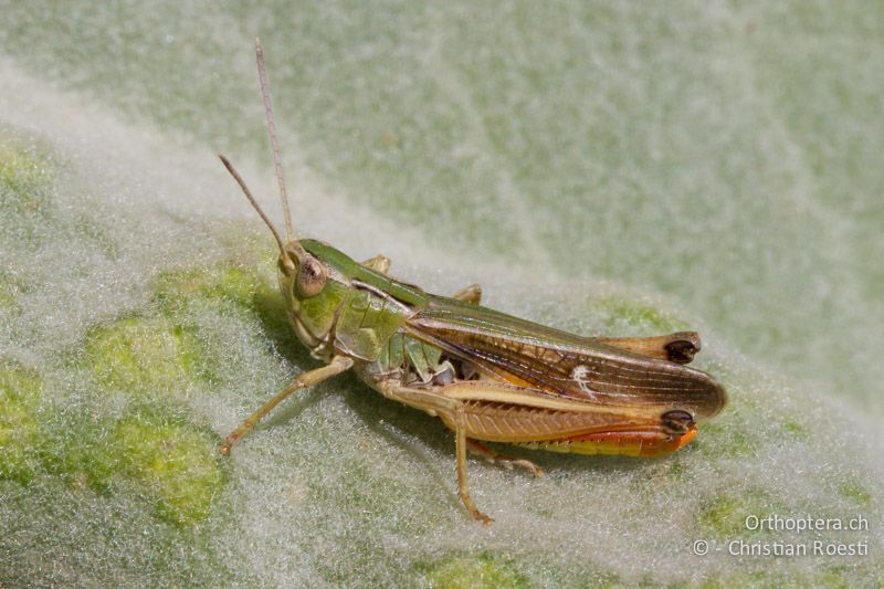 Stenobothrus lineatus ♂ - GR, Westmakedonien, Mt. Vernon, 14.07.2012