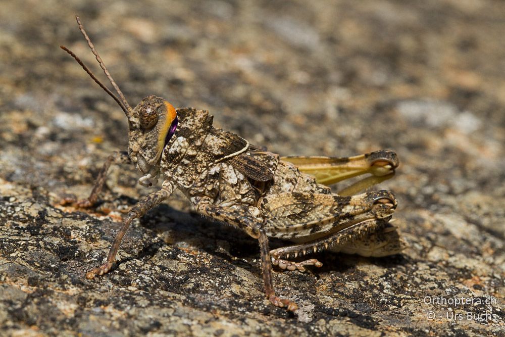 Glyphotmethis heldreichi ♂ - GR, Thessalien, Meteora, 13.07.2013