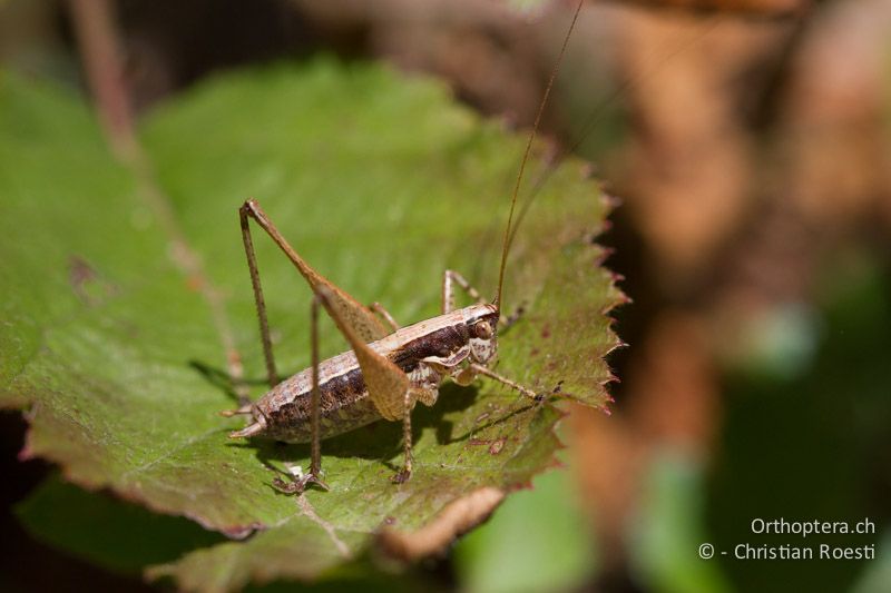 Yersinella raymondii ♂ - CH, TI, Mt. Caslano, 02.09.2013