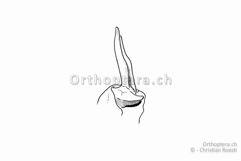 Penis von Odontopodisma schmidtii ♂