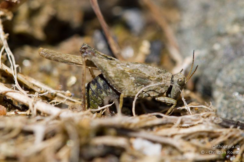 Ein Weibchen von Tetrix bolivari legt ihre Eier in den Uferbereich der Krumovitsa. Dolna Kula an der Krumovitsa, 24.04.2012