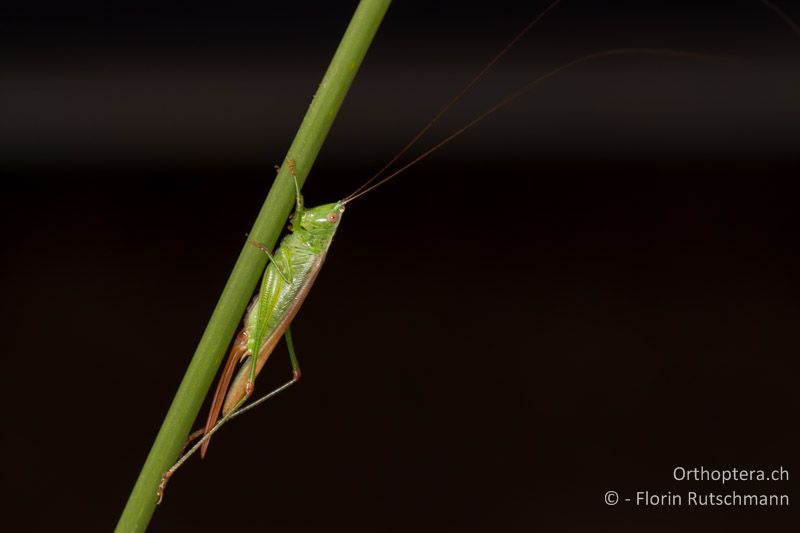 Conocephalus fuscus ♀ - GR, Zentralmakedonien, Methoni, 01.07.2013