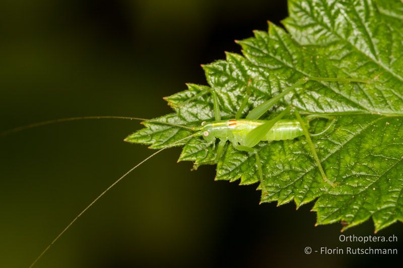 Meconema meridionale ♂ - CH, AG, Obersiggenthal, 03.09.2013