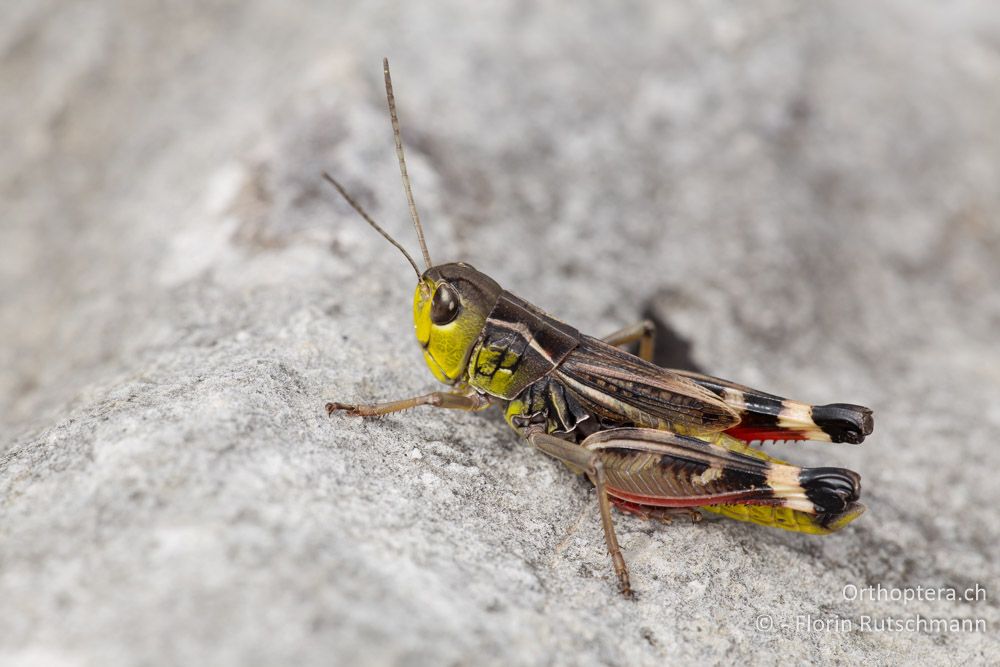 Höckerschrecken-Männchen Arcyptera brevipennis brevipennis - HR, Lika-Senj, Velebit Nationalpark, 28.07.2014